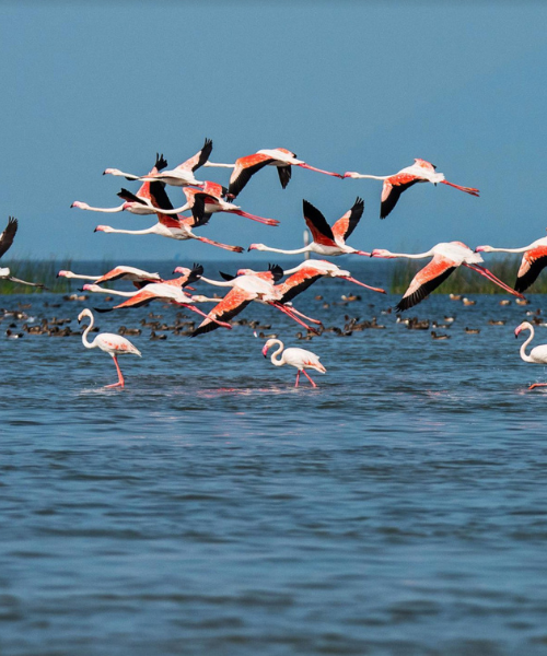 Chilika Lake Getaway