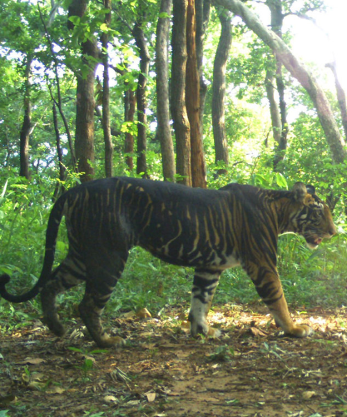 Similipal Tour